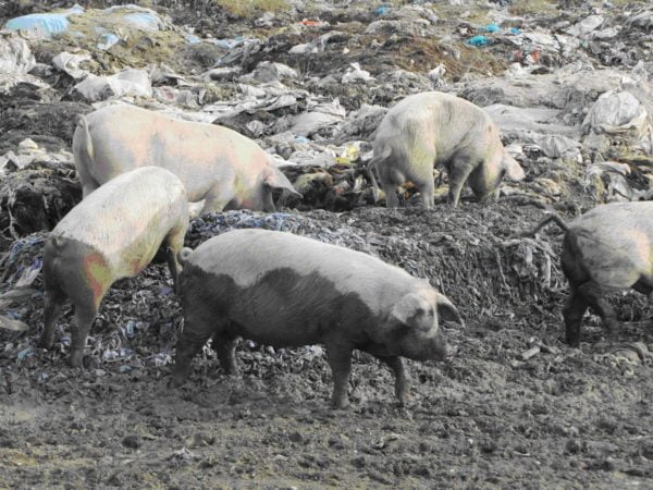 Pigs on landfill