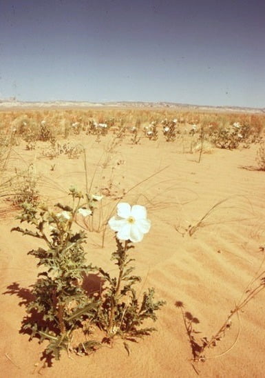 white poppy recolour