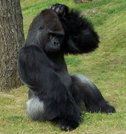 Gorilla_Scratching_Head