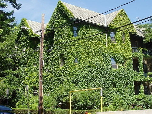 Ivy-covered_house,_Cambridge,_Massachusetts