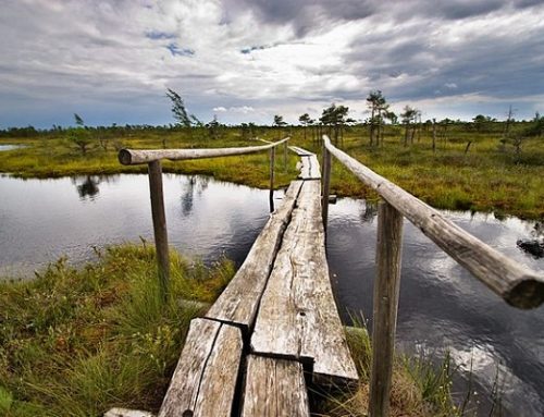 Will ‘natural capital’ ever yield returns?